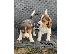 PoulaTo: Κουτάβια Beagle Tricolor